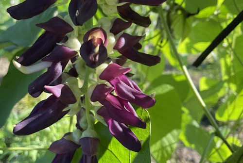 花の勢いがある株