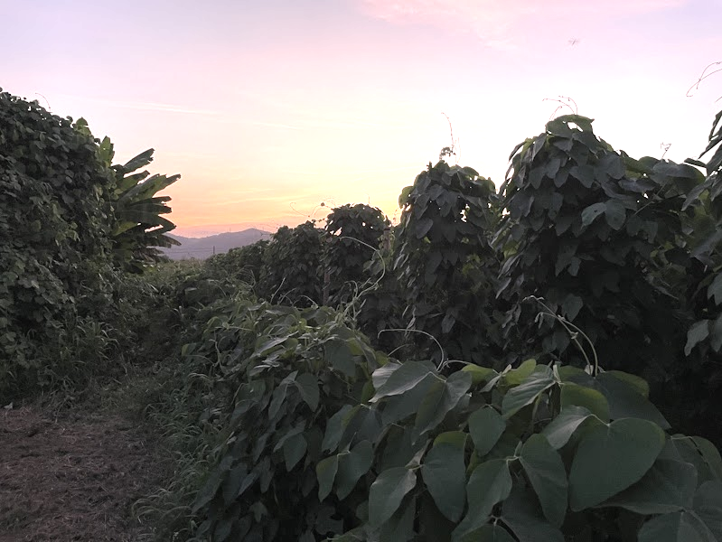 圃場から見える夕日